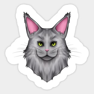 Gray Mainecoon Cat Sticker